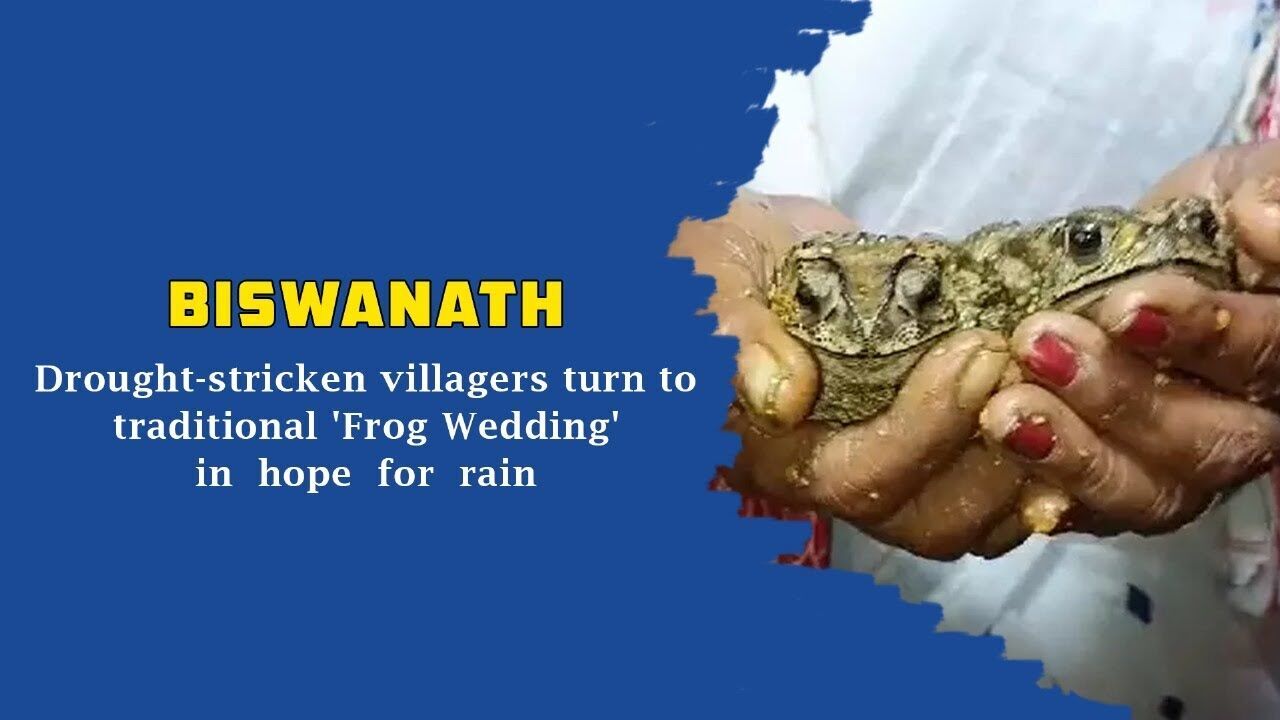 Biswanath: Drought-stricken villagers turn to traditional Frog Wedding in hope for rain