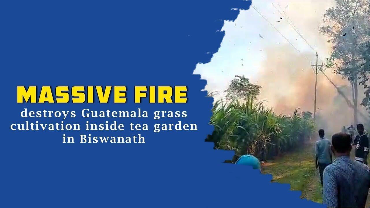 Massive fire destroys Guatemala grass cultivation inside tea garden in Biswanath
