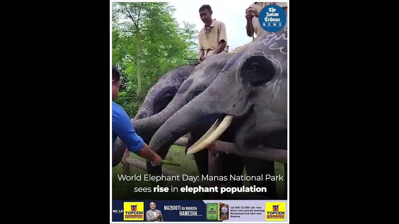 World Elephant Day: Manas National Park sees rise in elephant population