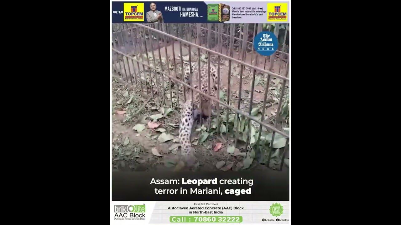 Assam: Leopard creating terror in Mariani, caged
