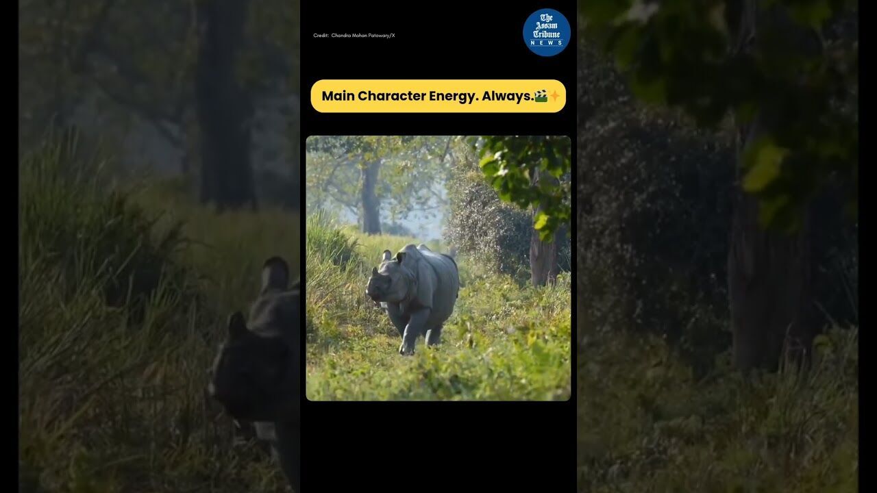 Living the Main Character Life at Ornag National Park & Tiger Reserve 🌿🦏