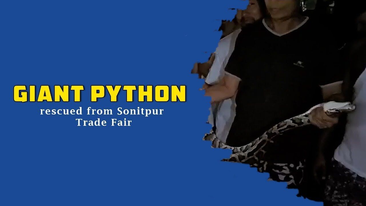 Giant python rescued from Sonitpur Trade Fair