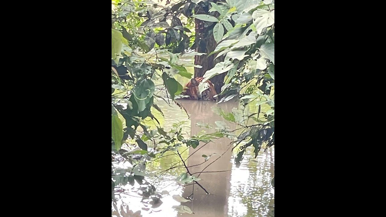 Assam Floods: Tiger spotted near NH 37 after Kaziranga National Park gets flooded