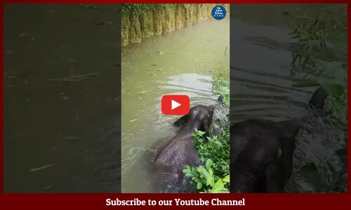 Locals Rescue Elephant Calf in Goalpara After it Falls into Pit