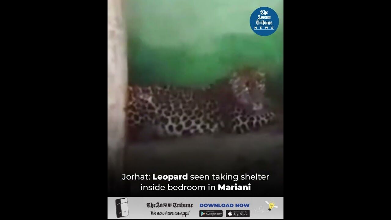 Jorhat: Leopard seen taking shelter inside bedroom in Mariani