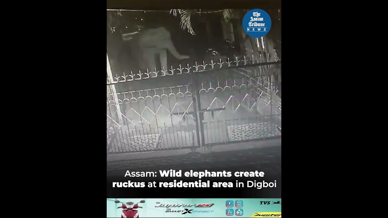 Assam: Wild elephants create ruckus at residential area in Digboi