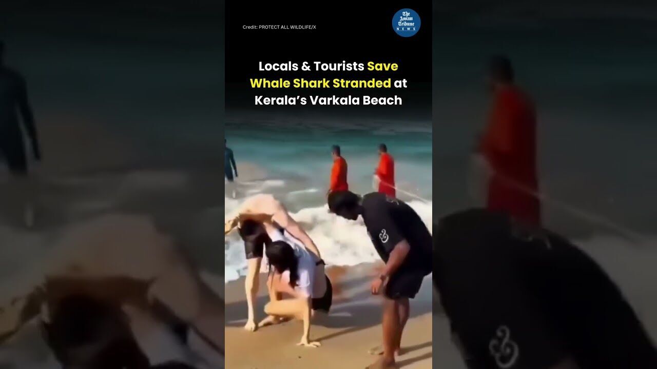 Locals & Tourists Save Whale Shark at Kerala’s Varkala Beach | Dramatic 3-Hour Rescue