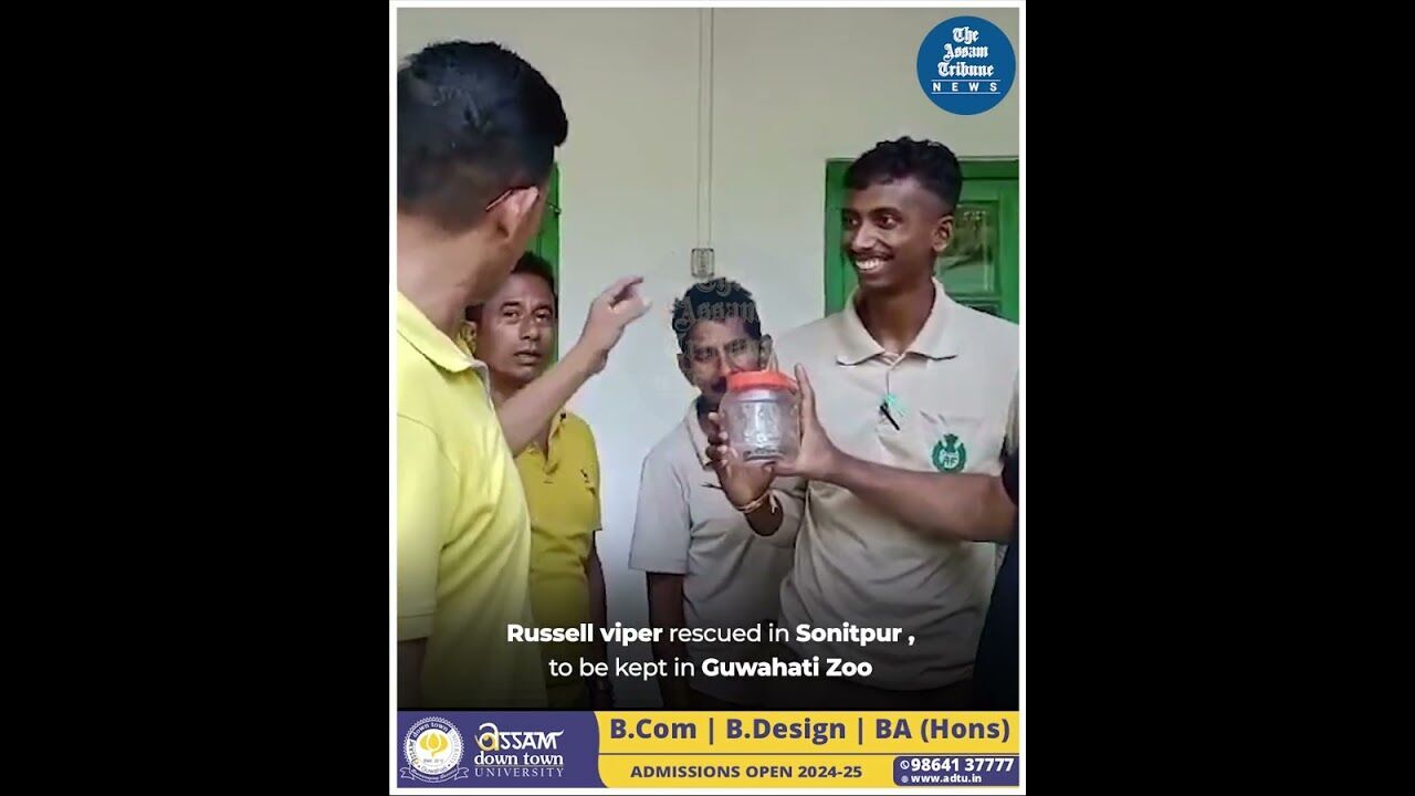 Russell viper rescued in Sonitpur , to be kept in Guwahati Zoo