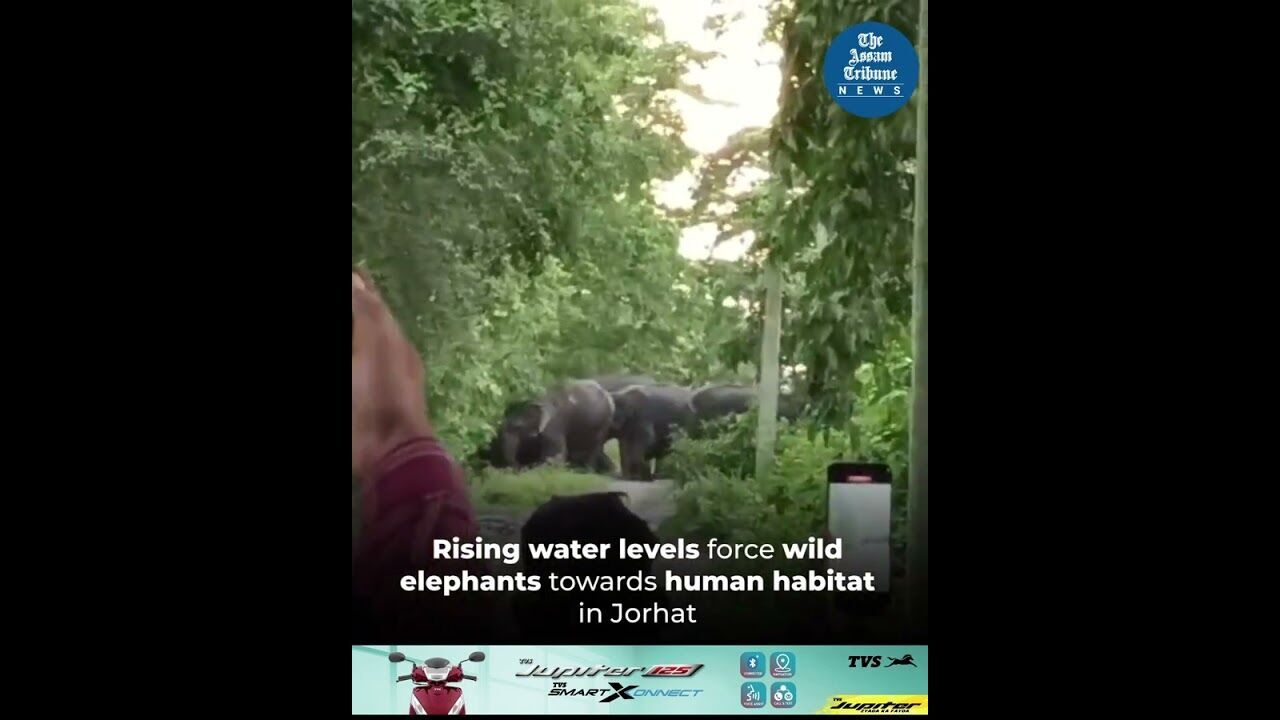 Rising water levels force wild elephants towards human habitat in Jorhat