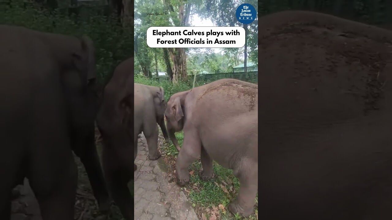 Elephant Calves plays with Forest Officials in Assam