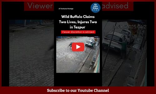 Wild Buffalo Claims Two Lives, Injures Two in Tezpur