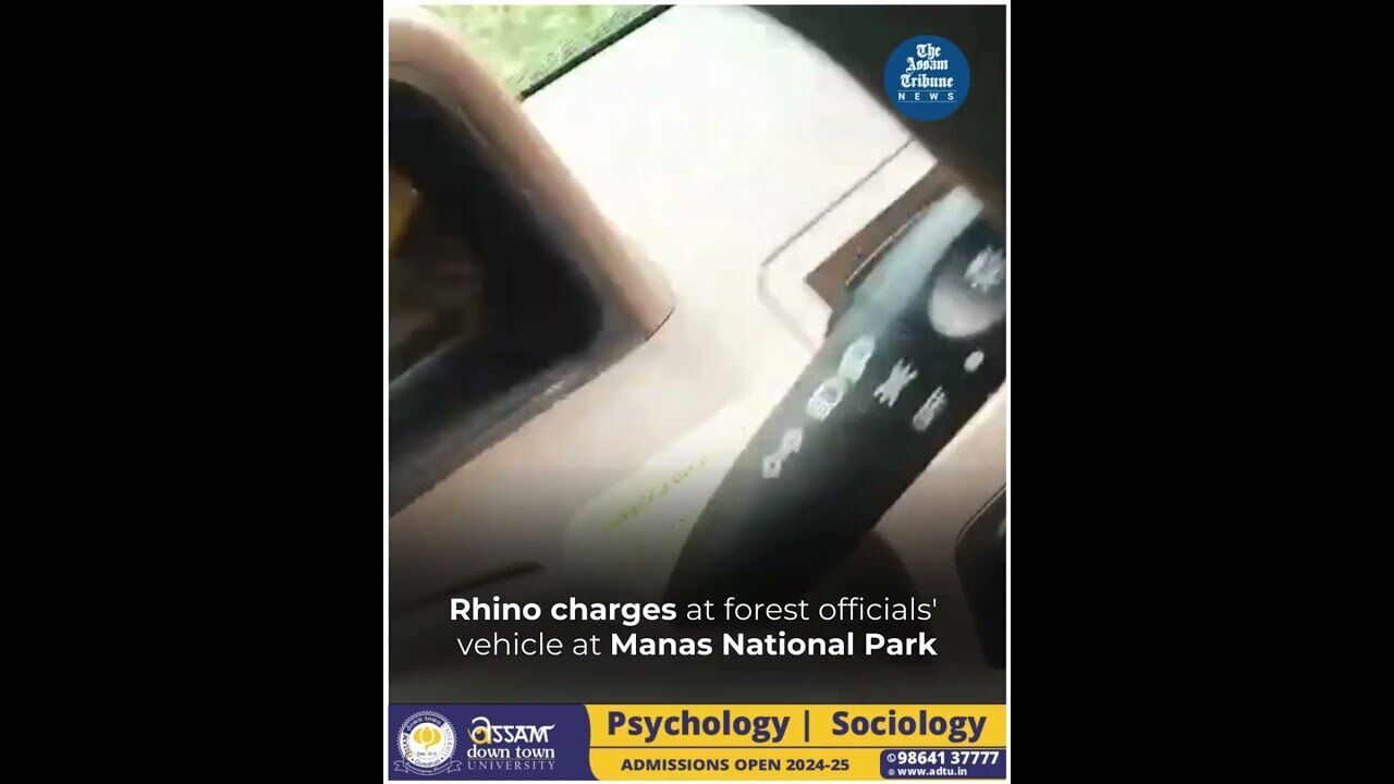 Rhino charges at forest officials vehicle at Manas National Park