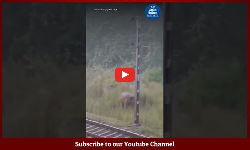 Coal Train Halts for 2 Hours for Pregnant Elephant to Give Birth in Jharkhand