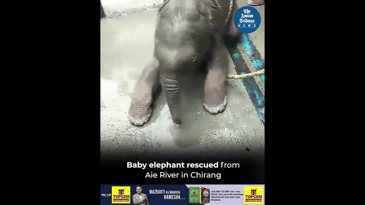 Baby elephant rescued from Aie River in Chirang