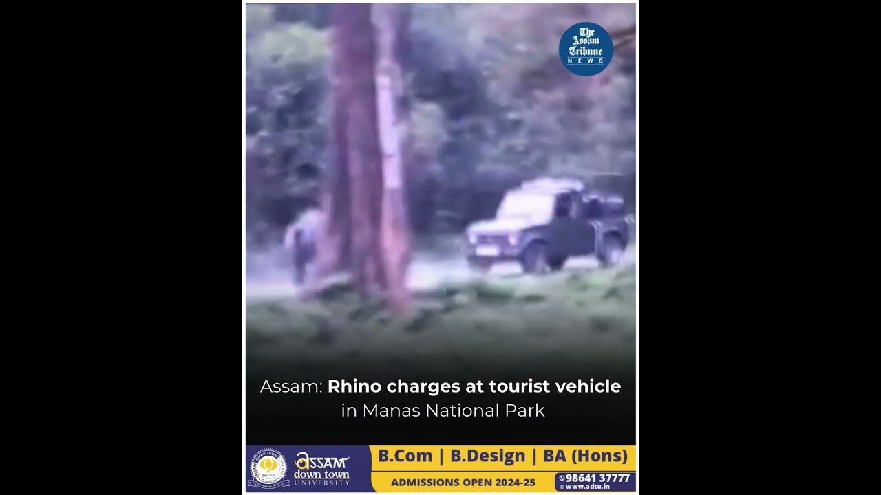 Assam: Rhino charges at tourist vehicle in Manas National Park
