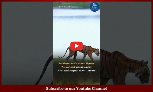 Ranthambore’s Iconic Tigress ‘Arrowhead’ passes away, Final Walk captured on Camera