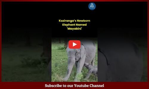 Kaziranga’s Newborn Elephant Named Mayabini in Honour of Zubeen Garg