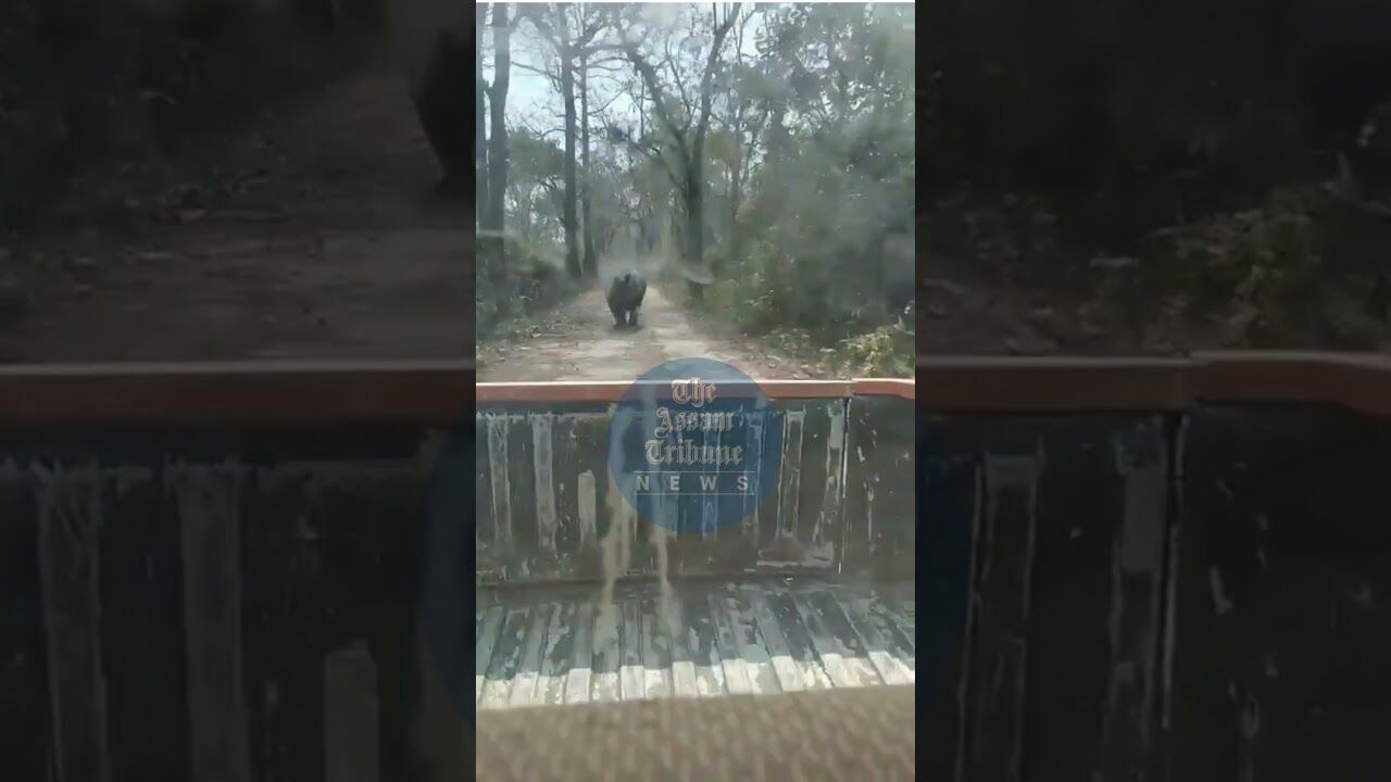 Wild Rhino chases Forest Department Vehicle, Manas National Park