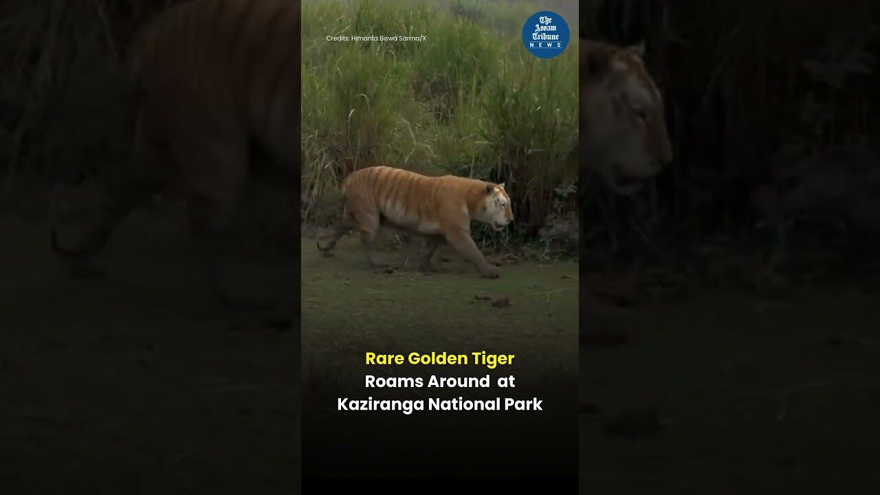 Rare Golden Tiger Roams Around  at Kaziranga National Park