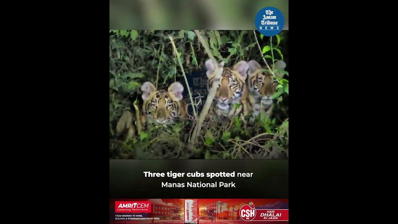 Three tiger cubs spotted near Manas National Park