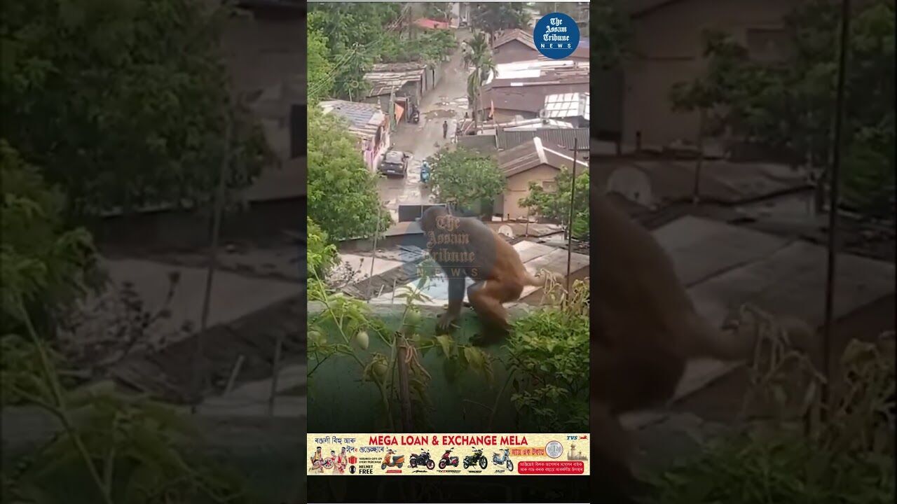 Guwahati: Monkey strolls into residents kitchen garden