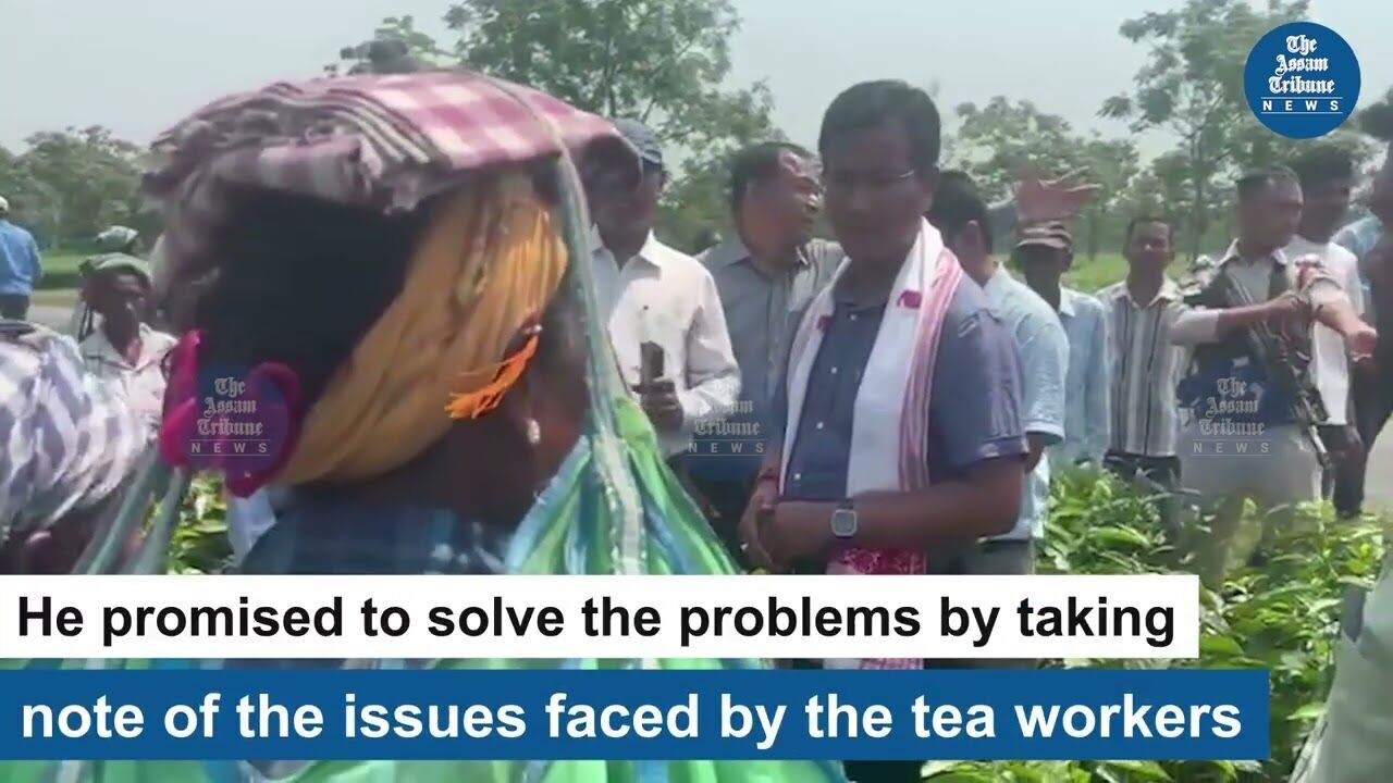 Joyanta Basumatary plucks tea leaves with workers in Kokrajhar
