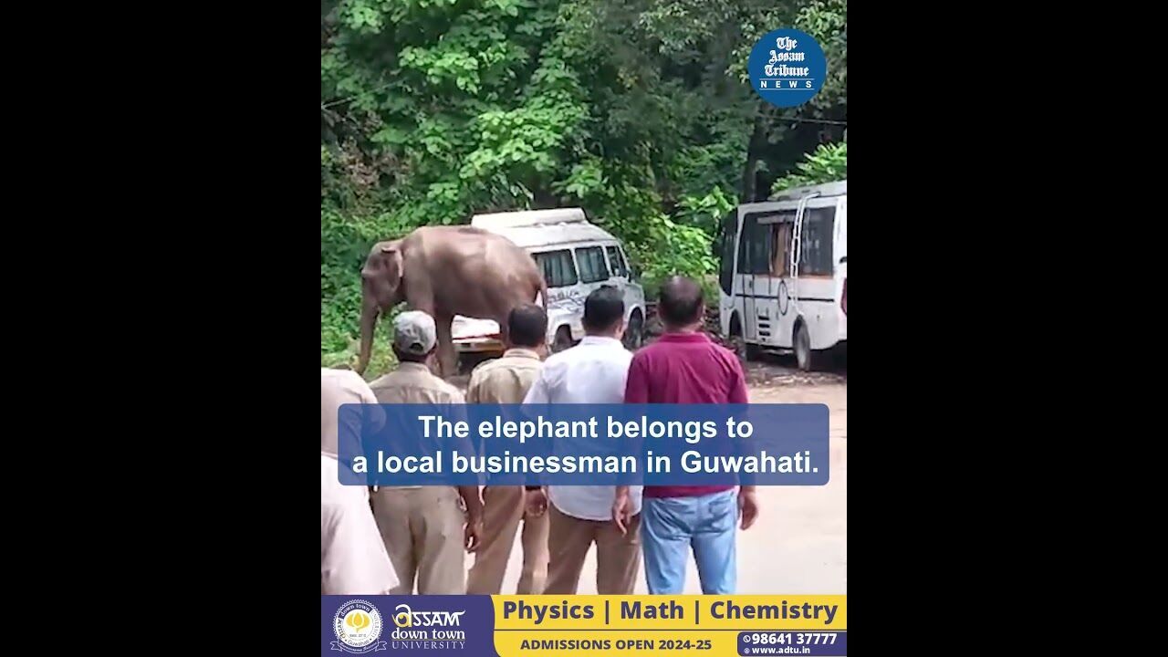 Guwahati: Domesticated elephant creates ruckus in front of Janata Bhawan