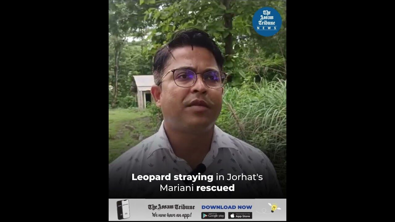 Leopard straying in Jorhats Mariani rescued