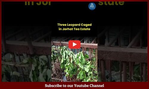 Three Leopard Caged in Jorhat Tea Estate