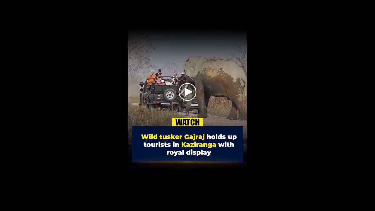 Wild tusker Gajraj holds up tourists in Kaziranga with royal display