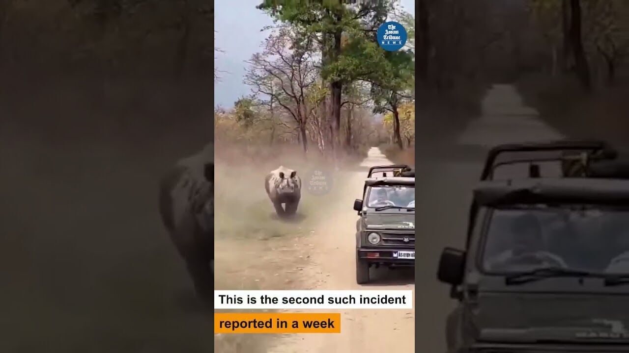 Rhino chases Safari Jeep at Manas National Park