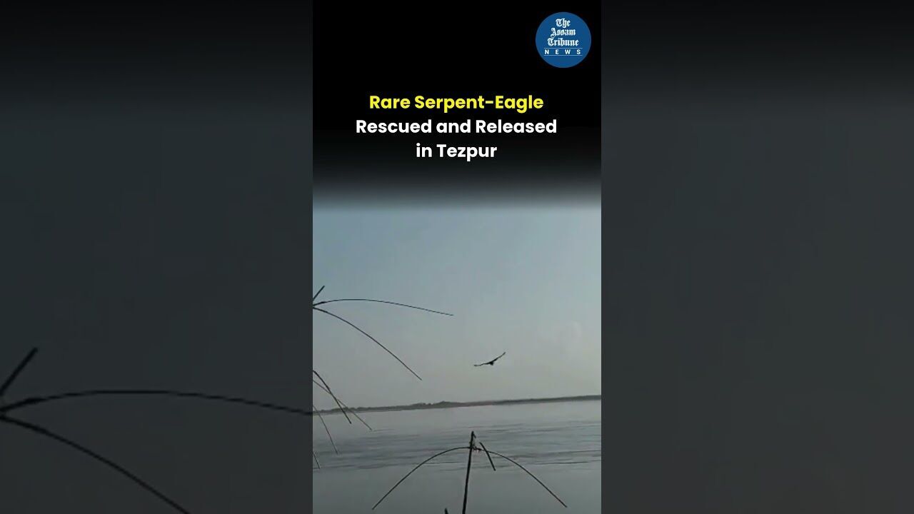 Rare Serpent Eagle Rescued and Released in Tezpur