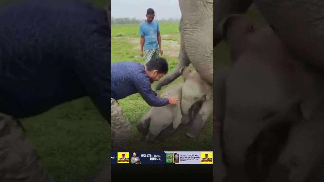 Adorable baby elephants play with youth in Manas National Park