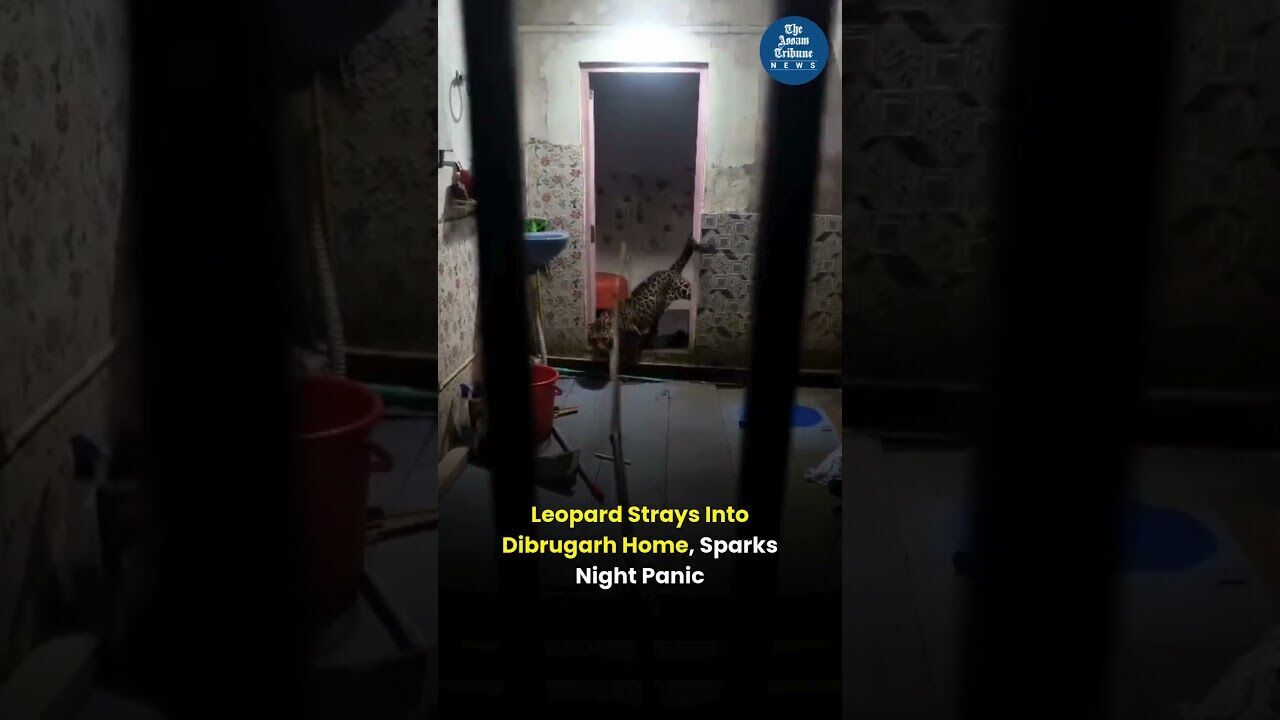 Leopard strays into Dibrugarh home, sparks night panic