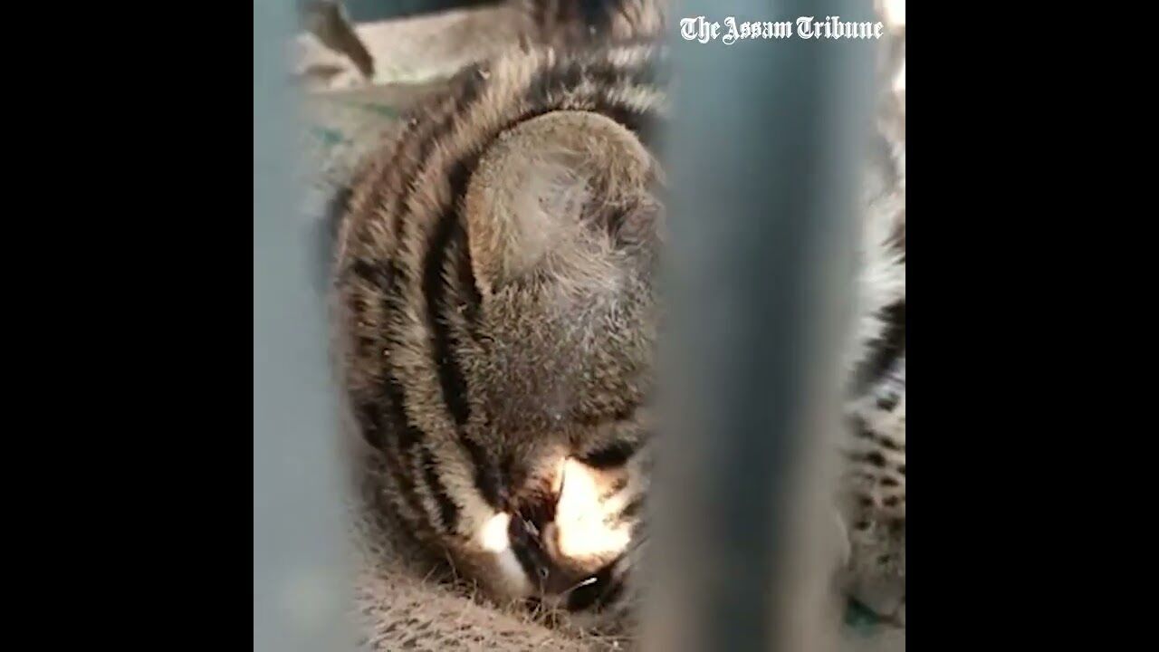 Leopard cub rescued in Maligaon, Guwahati