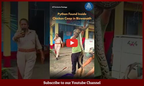 Python Found Inside Chicken Coop in Assam