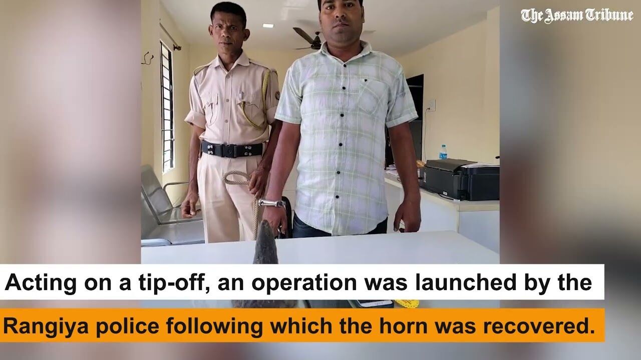 Rhino horn weighing around 710 grams recovered in Nalbari, one arrested