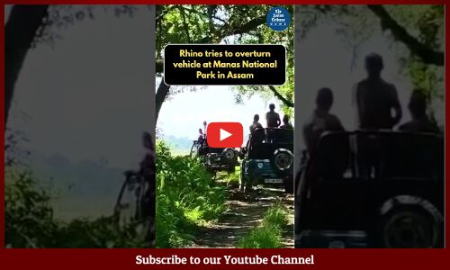 Rhino attacked Safari Jeeps in Assams Manas National Park