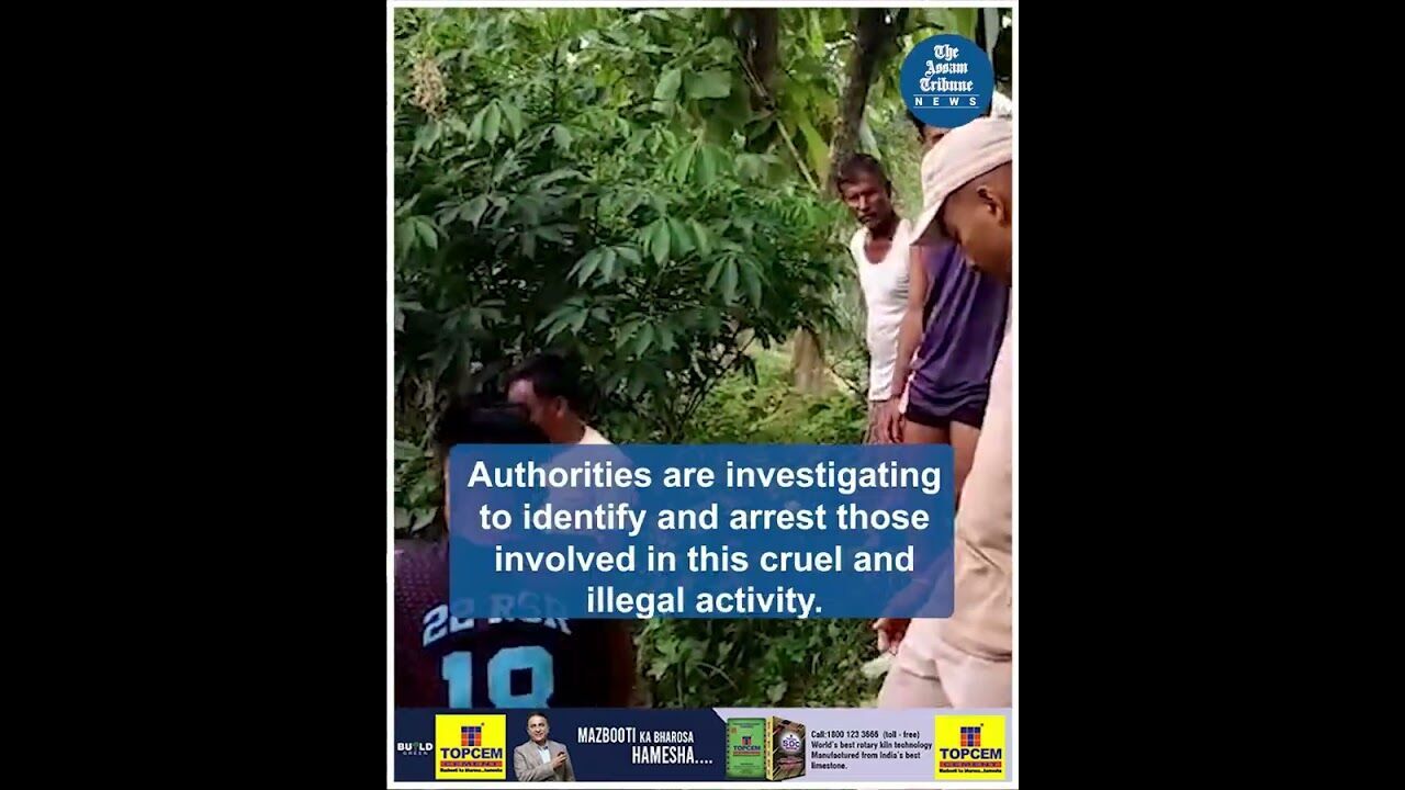 Inhumane cattle smuggling method discovered in Dhubri